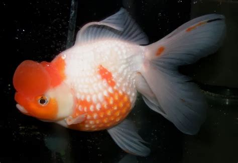 金魚頭瘤破洞|金魚&水族快訊Goldfish & Aquarium Messages: 頭瘤過多